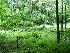 Woods
